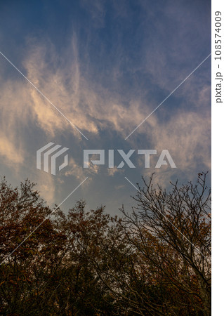 Evening cloudscape with trees. White high-level cirrus clouds with yellow tint against a blue sky. Portrait orientation. 108574009