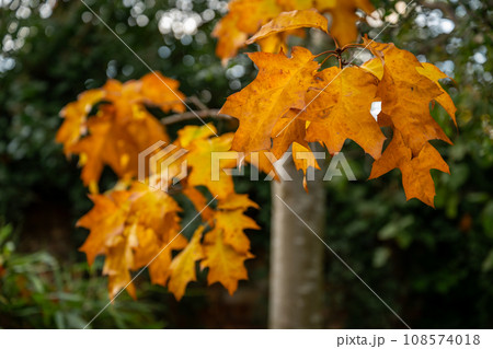 Autumn (fall) scene in England with colorful yellow leaves on a tree. 108574018