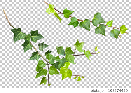Ivy leaf cutout (png background transparent) 108574430