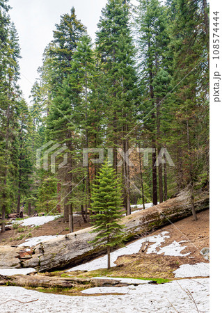 Old redwood in Sequoia National Park 108574444