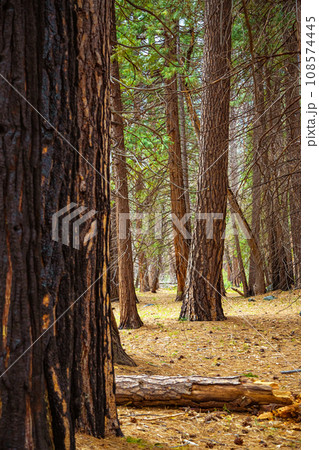 Burned bark of a coastal redwood tree in northern California 108574445