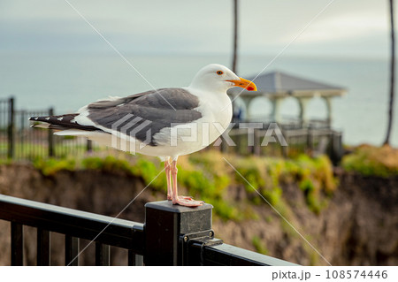 Single seagull on a metal fence by the ocean Single seagull on a metal fence by the ocean 108574446