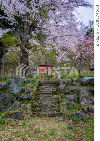 【伝行山】稲荷神社の鳥居と桜【北安曇郡白馬村】 【伝行山】稲荷神社の鳥居と桜【北安曇郡白馬村】 108574503