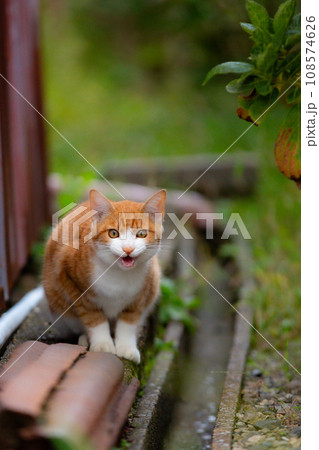 野良猫 野良猫 108574626