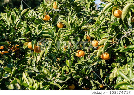 みかんの木に実った果実 みかんの木に実った果実 108574717