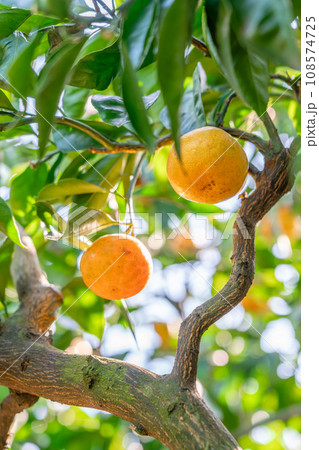 みかんの木に実った果実 108574725