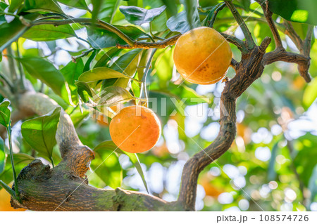 みかんの木に実った果実 108574726