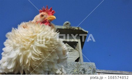 鶏さんと地域探索 鶏さんと地域探索 108574852