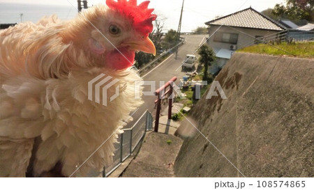 鶏さんと地域探索 108574865
