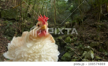 鶏さんと地域探索 108574869