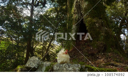 鶏さんと地域探索 鶏さんと地域探索 108574892