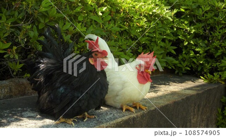 鶏さんと地域探索 108574905