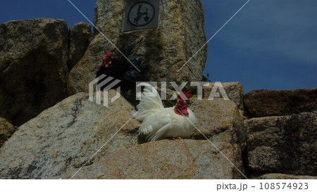 鶏さんと地域探索 108574923