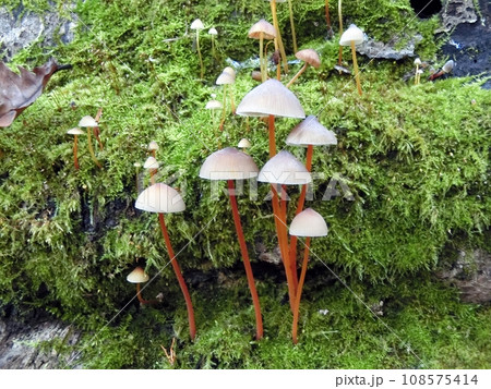 アカチシオタケ(秋田県湯沢市小安峡・10/31) アカチシオタケ(秋田県湯沢市小安峡・10/31) 108575414