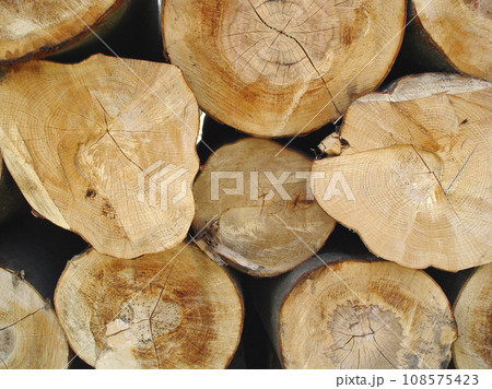 Trees, background and stack of wood in circle for deforestation, sustainability and timber material. Closeup, ring patterns and log texture in environment, plant ecology and lumber industry in nature 108575423