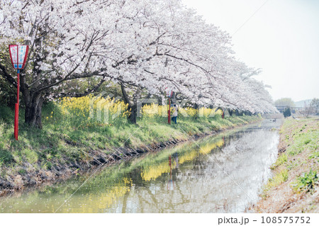 滋賀県近江八幡 八幡堀の水郷めぐり　手漕ぎ船で桜と菜の花を楽しむ 108575752