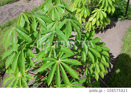 キャッサバ(トウダイグサ科)の落葉低木 キャッサバ(トウダイグサ科)の落葉低木 108575821