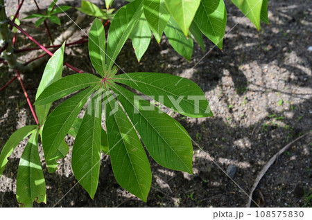 キャッサバ(トウダイグサ科)の落葉低木 キャッサバ(トウダイグサ科)の落葉低木 108575830