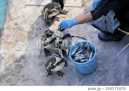 ペンギン ペンギン 108575870