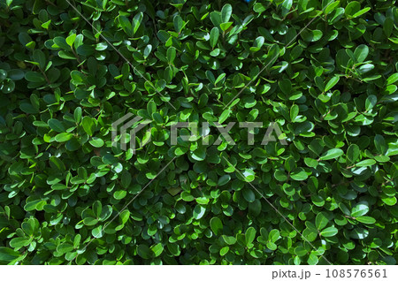 ツゲの生垣 108576561