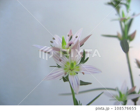 可憐で控えめに咲くセンブリの花 可憐で控えめに咲くセンブリの花 108576655
