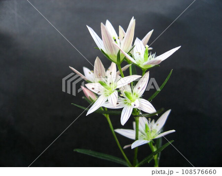 可憐で控えめに咲くセンブリの花 108576660