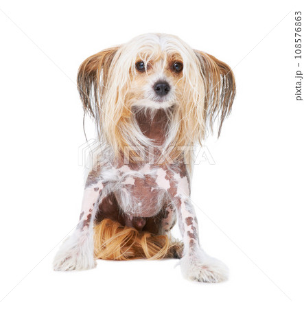 Chinese Crested dog, studio and white background for pet care, health and isolated by wellness. Canine animal, puppy and face with natural fur coat with rescue for safety, pedigree and adoption 108576863