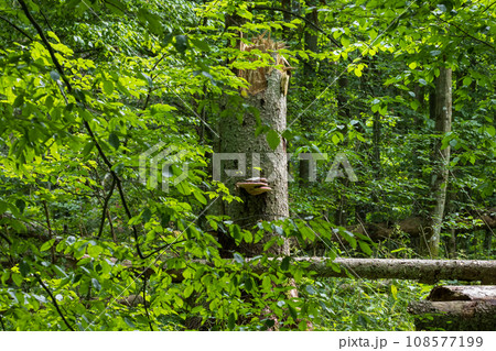 Lush hornbeam tree foliage and spruce tree stump 108577199