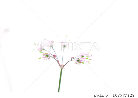小さな小さなラッキョのピンクの花 ラッキョ漬けで残った球根を土に埋めたら可愛い花が咲いた 小さな小さなラッキョのピンクの花 ラッキョ漬けで残った球根を土に埋めたら可愛い花が咲いた 108577228