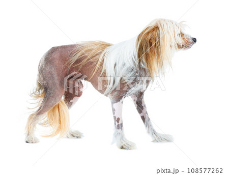 Chinese Crested dog, studio and puppy isolated by white background for care, health and wellness. Canine animal, pet and profile with natural fur coat with rescue for safety, pedigree and adoption 108577262