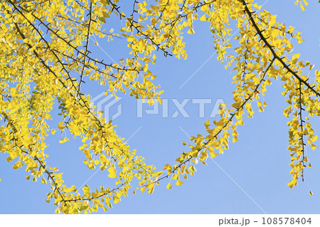 イチョウ 108578404