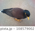 鳥 野鳥 動物 108579002