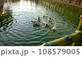 池 溜池 池底 108579005