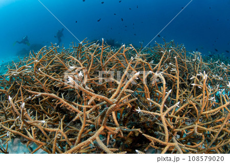 Staghorn coral at Racha Noi island dive site in Phuket, Thailand Staghorn coral at Racha Noi island dive site in Phuket, Thailand 108579020