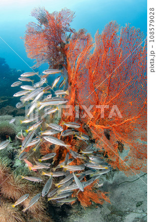 School of two spot banded snapper with red gorgonian sea fan 108579028