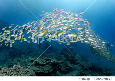School of yellow stripe trevally fish swimming in Andaman Sea 108579031