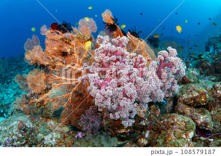 Beautiful soft coral with gorgonian sea fans in Andaman Sea 108579187