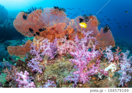 Beautiful soft coral with gorgonian sea fans in Andaman Sea Beautiful soft coral with gorgonian sea fans in Andaman Sea 108579189