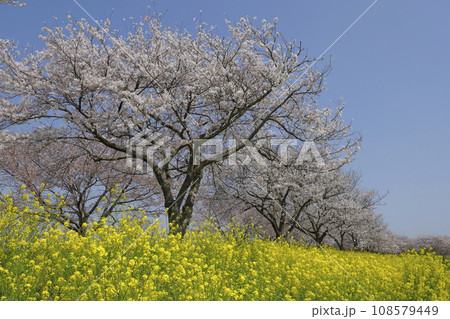 春の快晴の青空の下、満開の桜並木と菜の花がある風景 春の快晴の青空の下、満開の桜並木と菜の花がある風景 108579449
