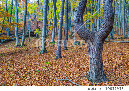 A forest of deciduous trees in the autumn season. A forest of deciduous trees in the autumn season. 108579584