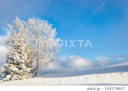 Snowy trees in the foreground of the winter landscape. 108579607