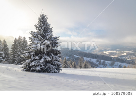 Snowy spruce in the foreground of the winter landscape. Snowy spruce in the foreground of the winter landscape. 108579608