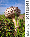 Autumn white non edible mushroom, rural scene, green grass field 108580468
