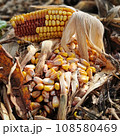 Autumn agricultural scene, natural corn fields, corn seeds ripe, Italian countryside 108580469