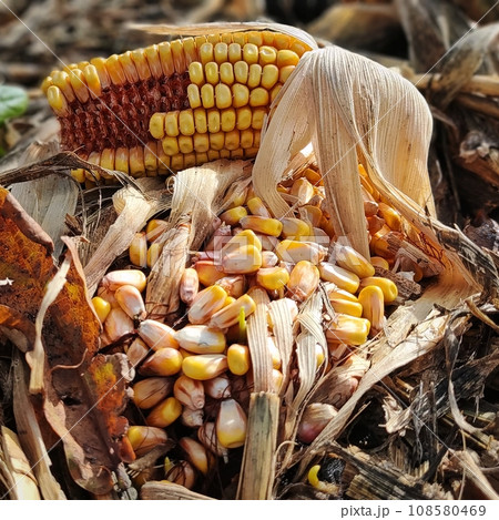 Autumn agricultural scene, natural corn fields, corn seeds ripe, Italian countryside 108580469