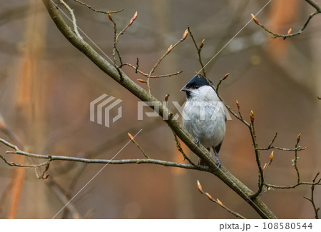 Willow tit (Poecile montanus) closeup in spring sitting on tree trunk 108580544