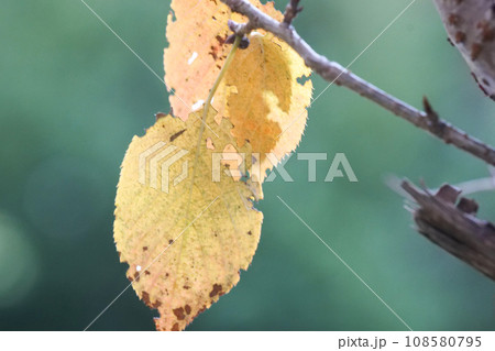 晩秋の光の中に輝く桜の黄葉 枝に残り冬芽の準備が出来ると落ちる桜の葉 晩秋の光の中に輝く桜の黄葉 枝に残り冬芽の準備が出来ると落ちる桜の葉 108580795