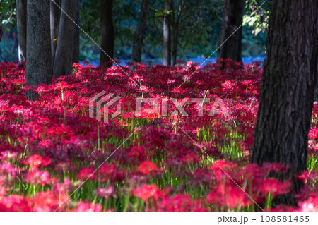 《埼玉県》秋を彩る彼岸花・巾着田曼珠沙華 108581465