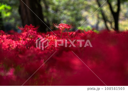 《埼玉県》秋を彩る彼岸花・巾着田曼珠沙華 108581503