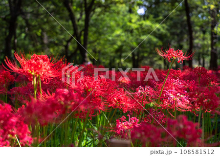《埼玉県》秋を彩る彼岸花・巾着田曼珠沙華 108581512